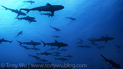 grey reef shark silhouette, Carcharhinus amblyrhynchos