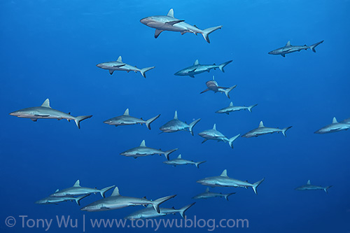 grey reef sharks, Carcharhinus amblyrhynchos