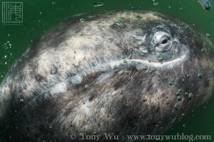 Eschrichtius robustus, gray whale calf, Baja, Mexico