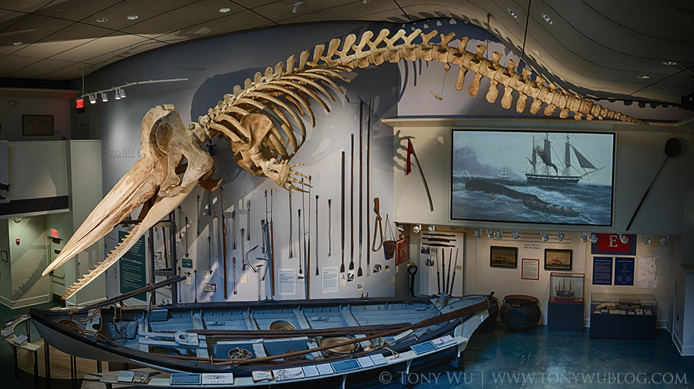 Nantucket Whaling Museum, sperm whale skeleton