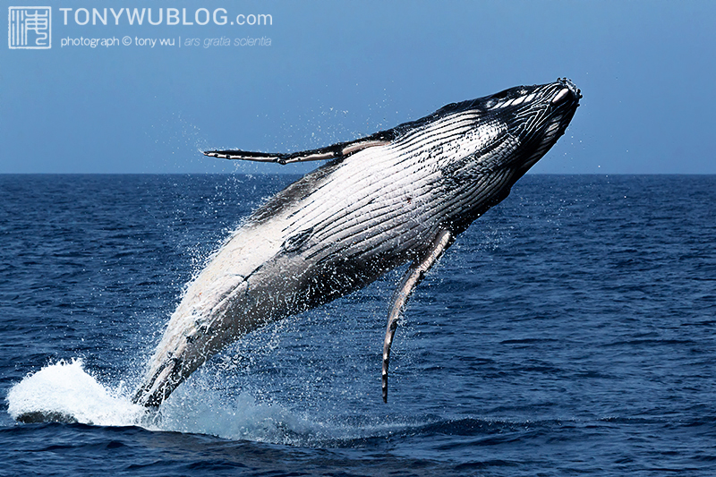 humpback whale calf breaching