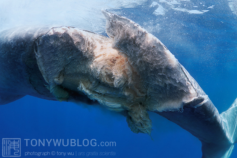 blue whale struck and killed by large ship