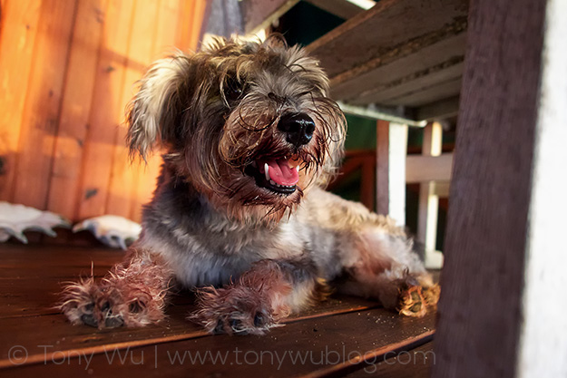 Otto the dog, Mounu Island Resort, Tonga