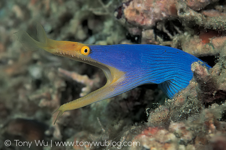 blue ribbon eel, Rhinomuraena quaesita