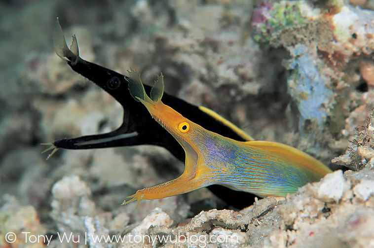 ribbon eel, Rhinomuraena quaesita, yellow and black phases