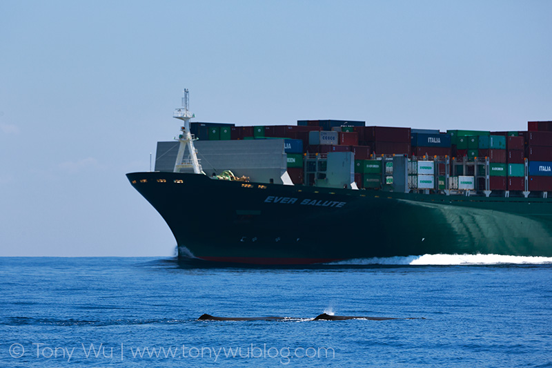 close pass between sperm whales and container ship