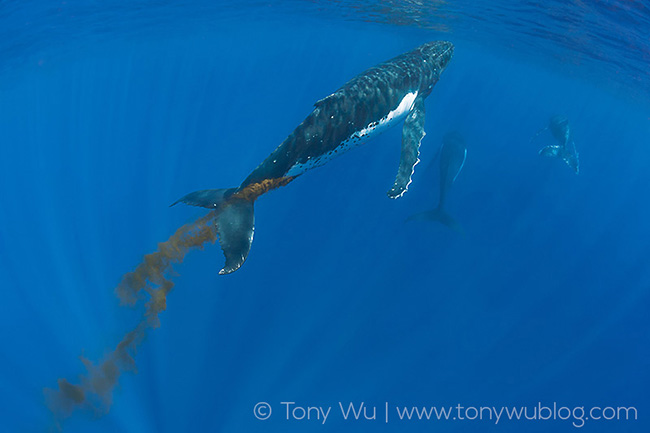humpback whale defecating in Tonga winter calving grounds