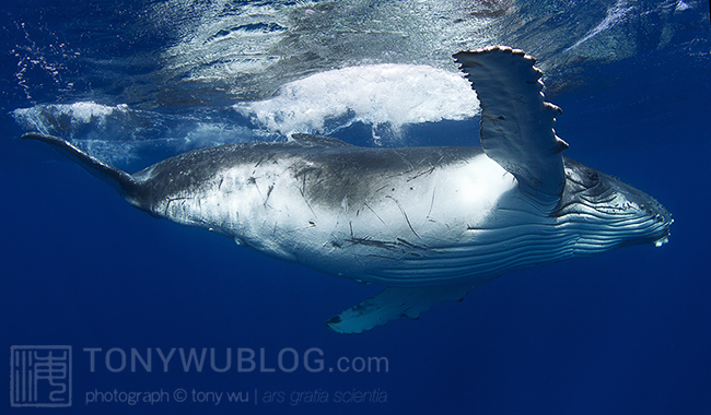 female humpback whale calf in tonga