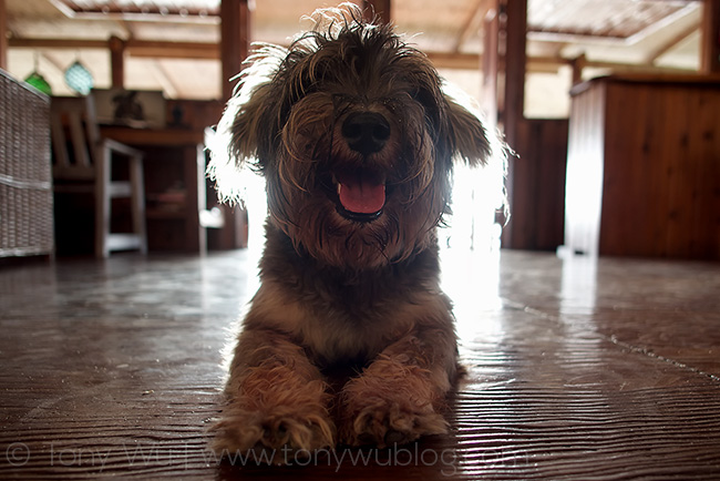 Otto the dog at Mounu Island Resort, Tonga