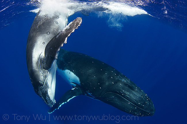 humpback whale calf with mother in tonga
