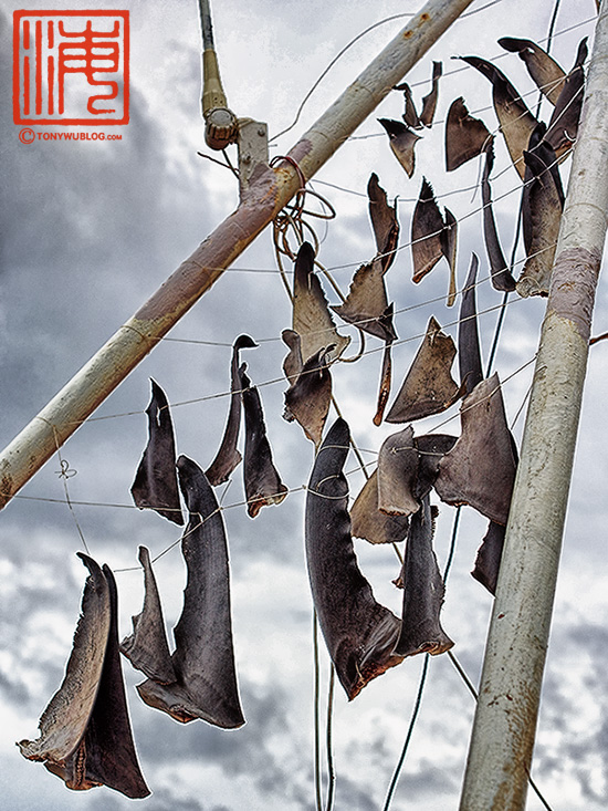 shark fins drying on fishing boat, Vava’u, Tonga