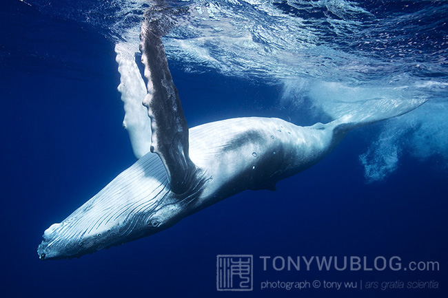 male humpback whale calf in tonga