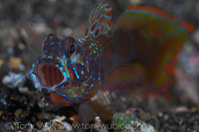 amblyeleotris latifasciata, metallic shrimp goby with mouth open