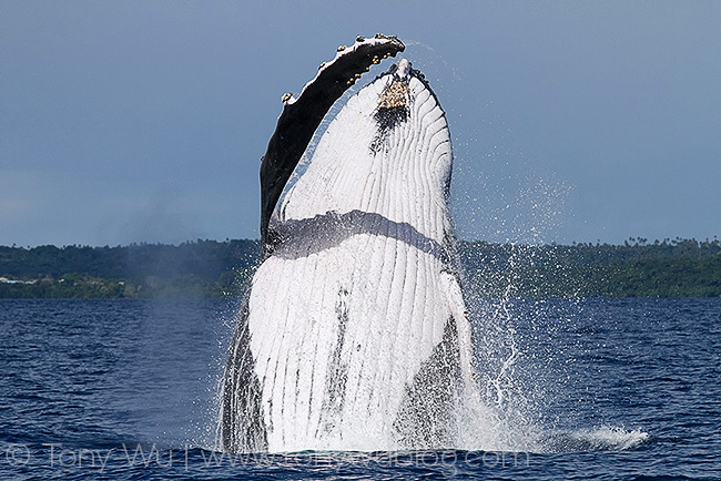 humpback whale breaching