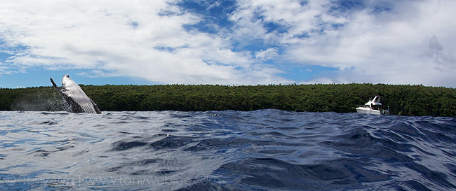 breaching humpback whale with whale watch boat, tonga