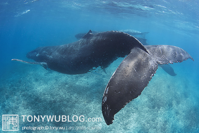 humpback whale fluke, tonga