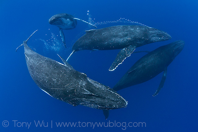 four humpback whales, tonga