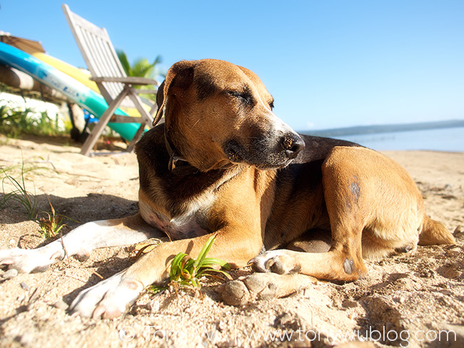 cute dog at reef resort vava’u, tonga