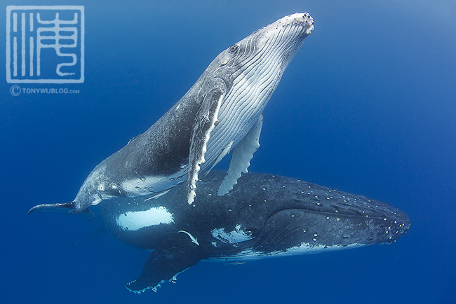 Male humpback whale calf with mother