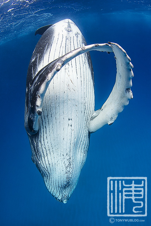 male humpback whale calf, tonga