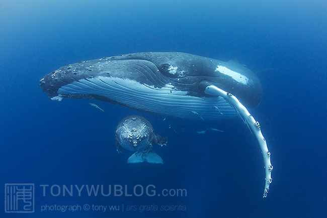 humpback whale mother and calf Humpback whale with calf in Tonga