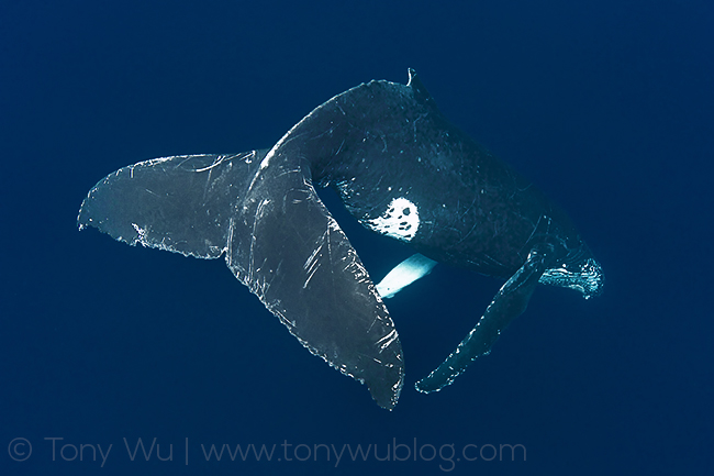 humpback whale singer, tonga