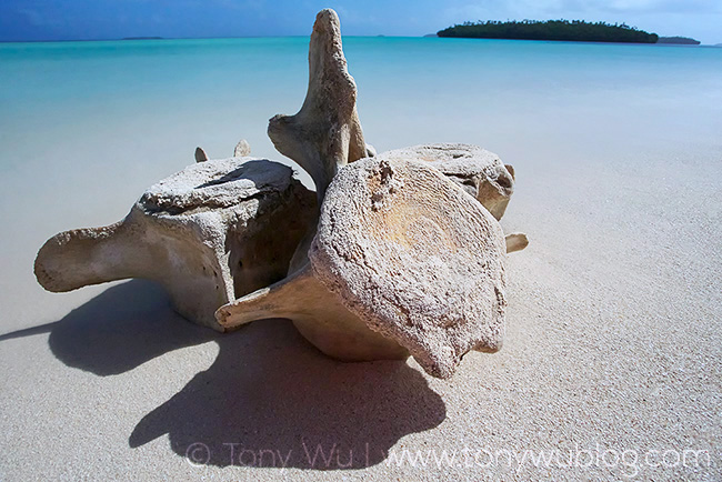 vertebrae from beached sperm whale, tonga 