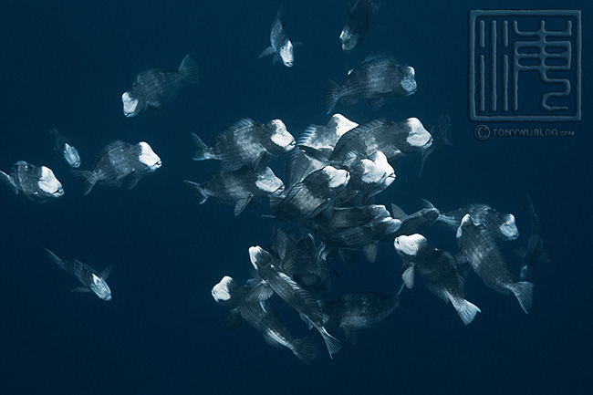 bumphead parrotfish spawning aggregation in palau, tony wu