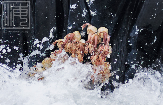 barnacles on humpback whale, Coronula diadema, Conchoderma auritum