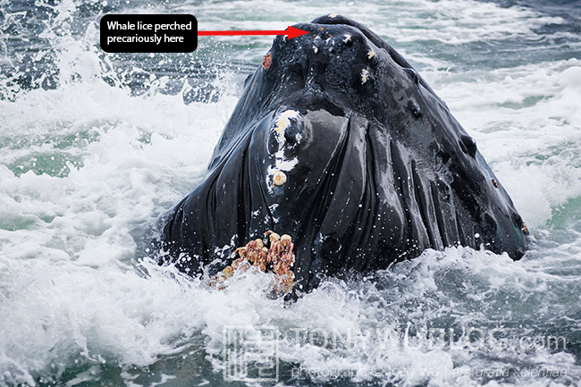 Cyamus boopis whale lice on a humpback whale Megaptera novaeangliae