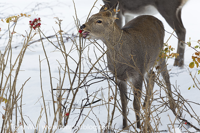 エゾシカ, 北海道, Cervus nippon yesoensis