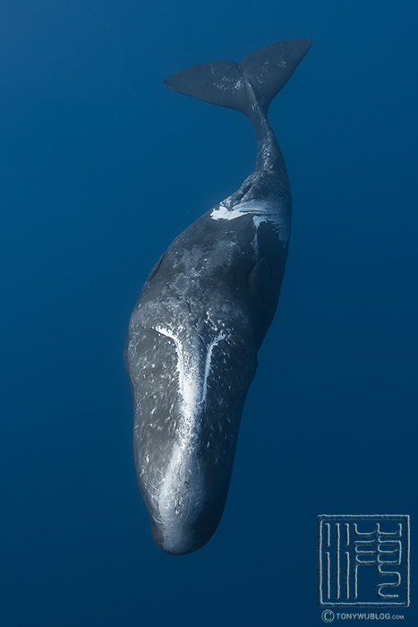 male sperm whale in ogasawara japan