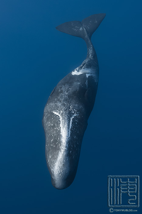 male sperm whale in ogasawara japan male sperm whale in ogasawara japan