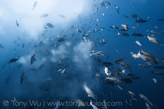 lutjanus bohar spawning aggregation in palau, tony wu