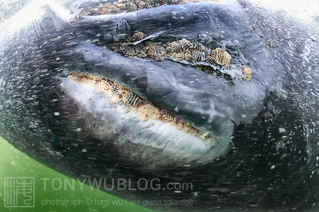 whale lice (Cyamus scammoni) on gray whale calf (Eschrichtius robustus) 