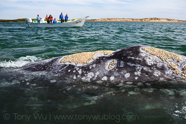 Cryptolepas rhachianecti barnacles on gray whale Eschrichtius robustus