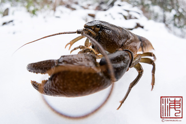 ニホンザリガニ, 美瑛, 北海道