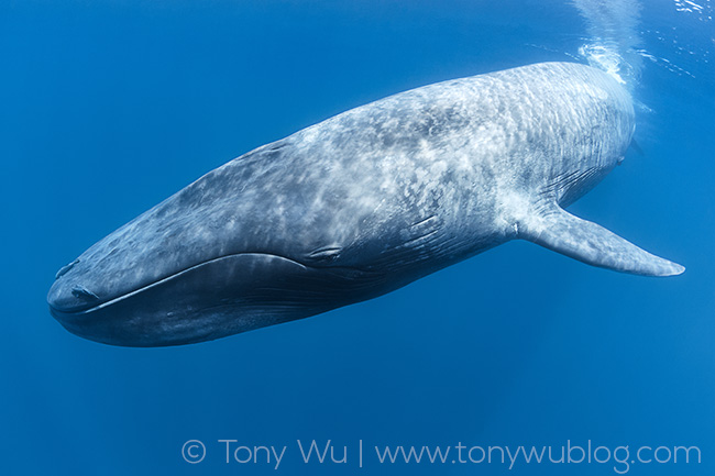 pygmy blue whale, balaenoptera musculus brevicauda, tony wu