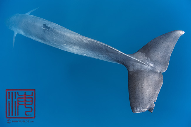 injured brydes whale, balaenoptera edeni, tony wu