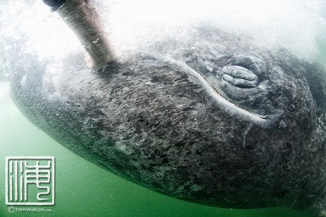 gray whale and tourist, eschrichtius robustus, tony wu