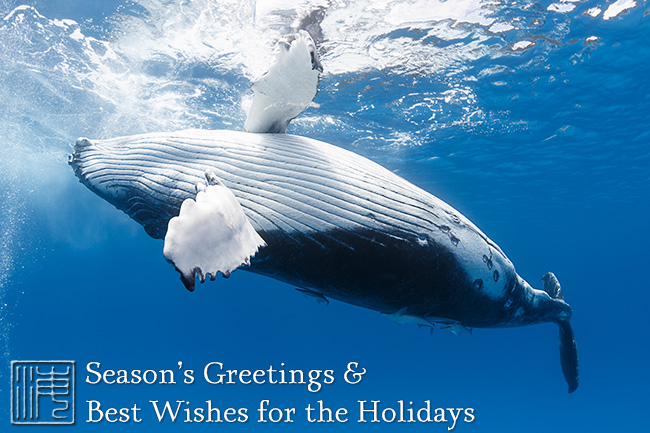 humpback whale calf, tonga, tony wu