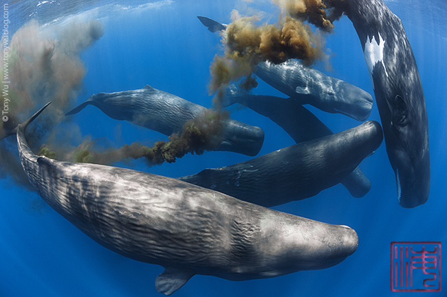 sperm whales defecating, physeter macrocephalus, tony wu