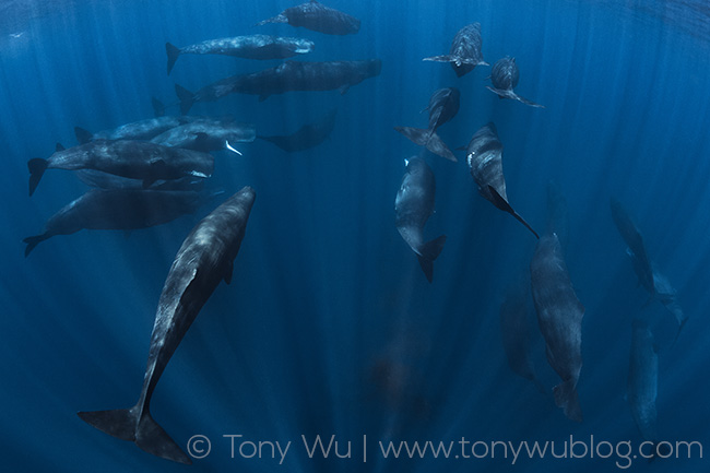 sperm whale superpod, physeter macrocephalus, tony wu