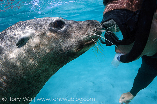 australian sea lion, tony wu, self portrait