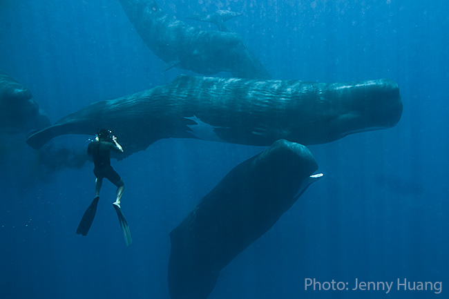 sperm whales, tony wu