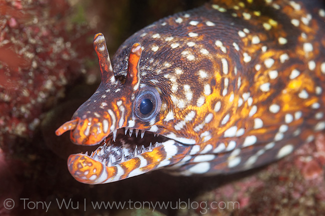 dragon moray eel, Enchelycore pardalis