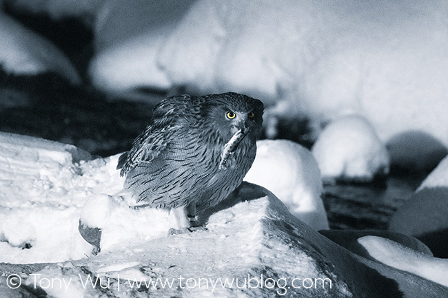 endangered Blackiston fish owl, Bubo blackistoni