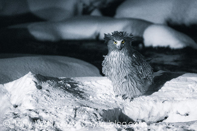 endangered Blackiston fish owl, Bubo blackistoni