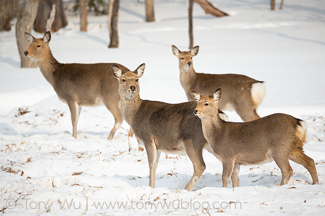 japanese spotted deer, Cervus nippon yesoensis