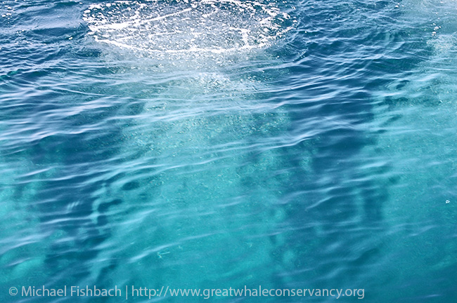 humpback whale bubble net, sea of cortez winter